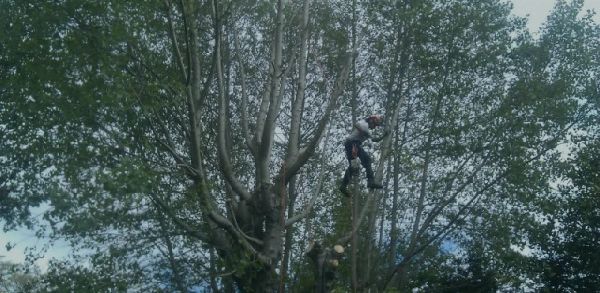 Lighthorne Tree care Hero 2